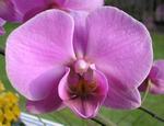 our_orchid.jpg